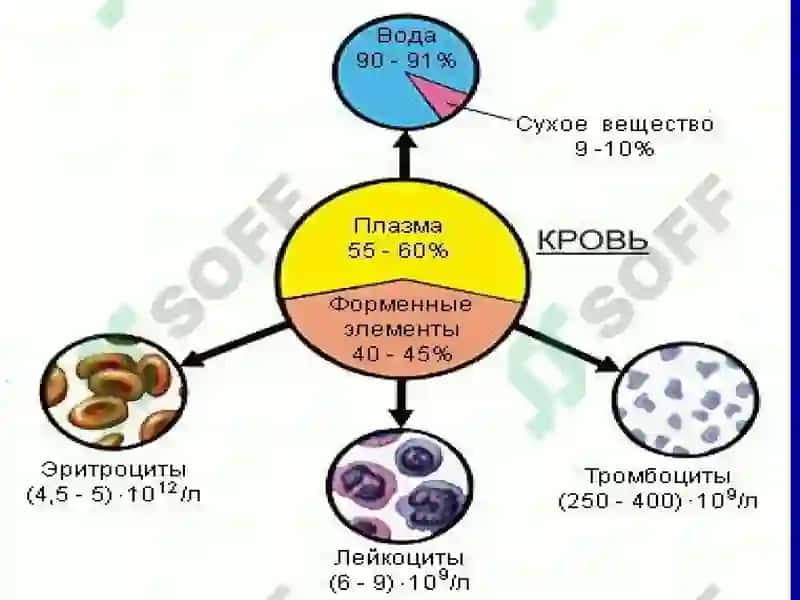 Қон яратиш тизими биокимёси 5