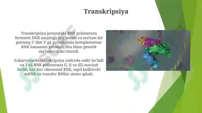 DNKstrukturasivareplikatsiyasi.Oqsilbiosintezi 5