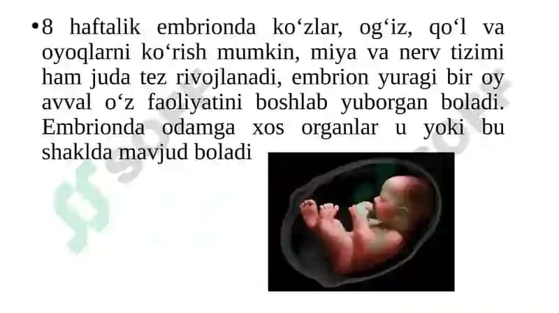 Ontogenezning ilk bosqichlari 5