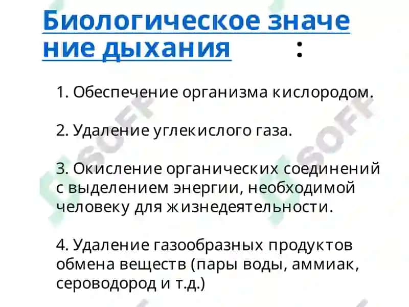 Система органов дыхания 5