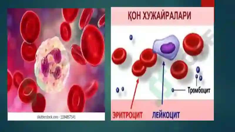 Leykotsitlar Fiziologiyasi 5