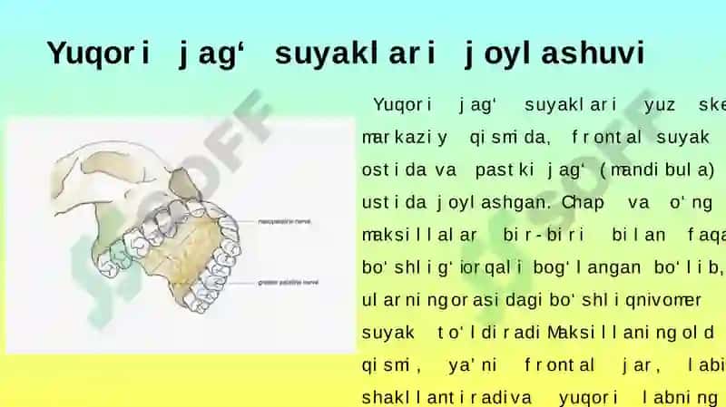 YUOQRI JAG‘ TISHLARI TUZILISHI 5