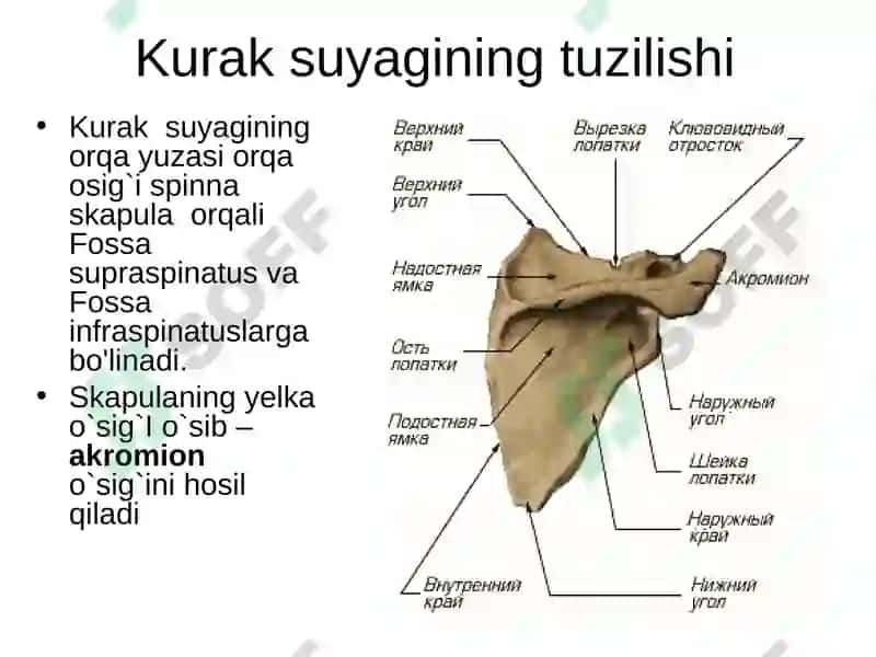 Gavda skelet. Bosh skeleti, gavda skeletining suyaklari 5