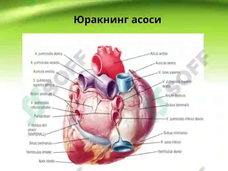 Юрак, қон айланиш доиралари, юракнинг ёшга қараб ўзгариши 5