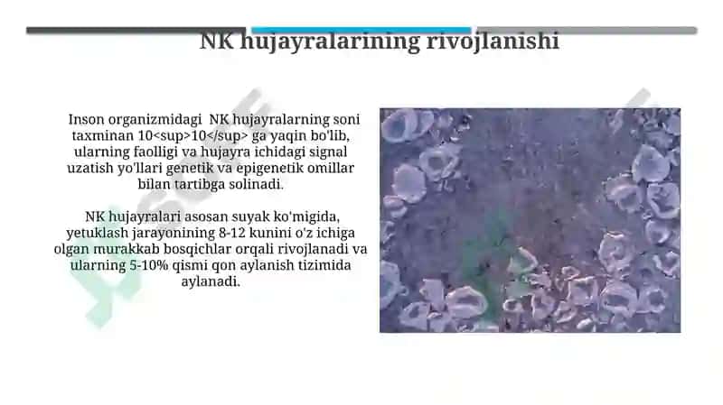 Limfotsitopoezning xususiyatlari 5