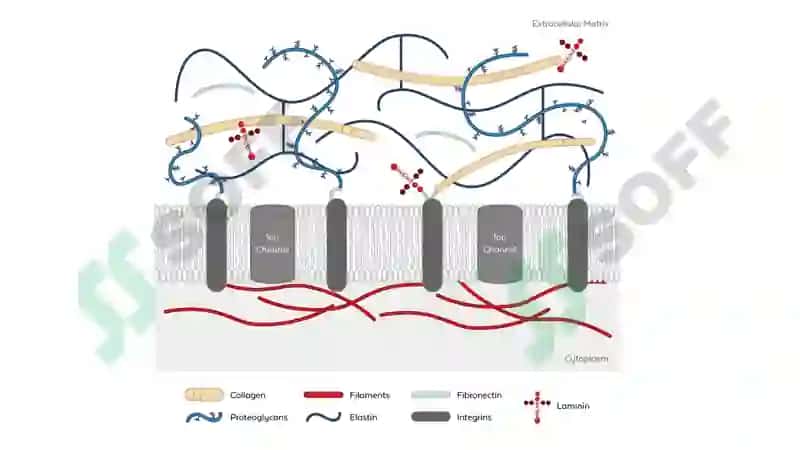 Hujayra membranasi 5