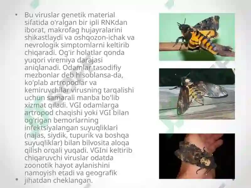 Gemorragik isitma qo`zg`atuvchilari, patoenezi, laboratoriya tashhisi. 5