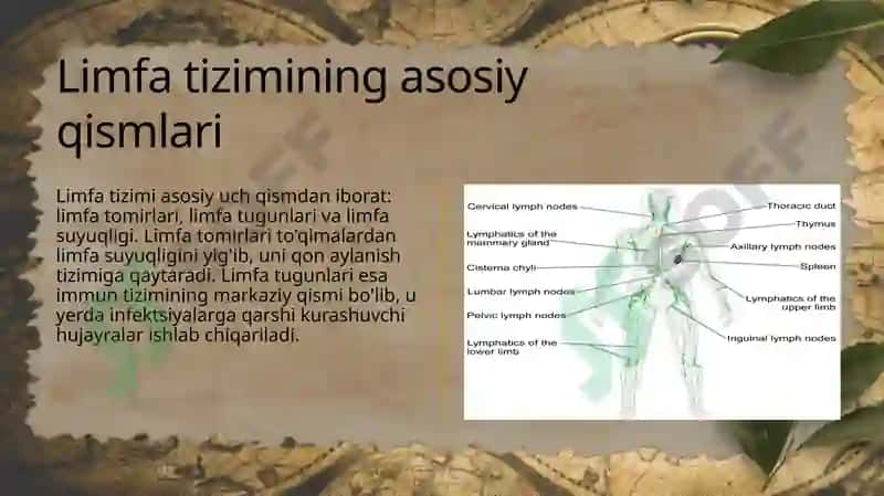 Limfa va uning harakati 5