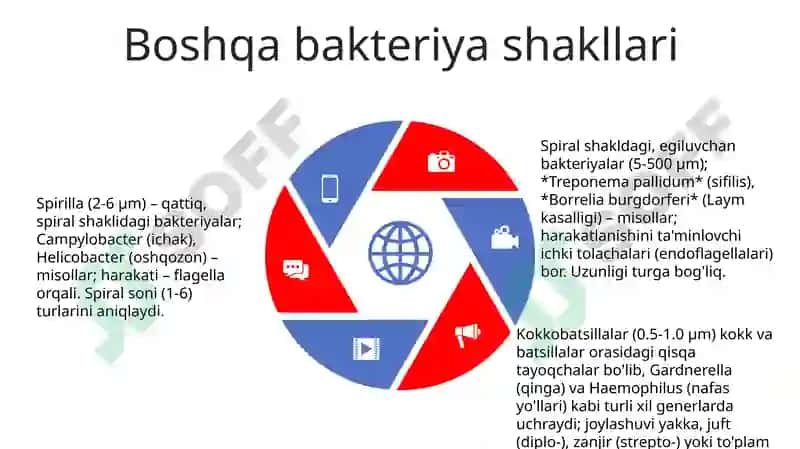 Mikroorganizmlar morfologiyasi va nomenklaturasi 5