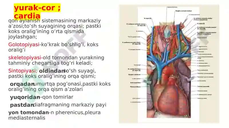YURAK QON-TOMIR TIZIMI VAZIFASI 5