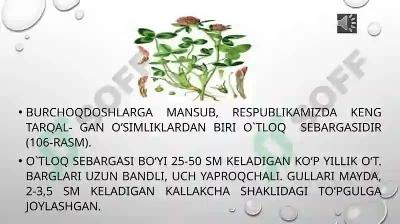 Burchoqdoshlar oilasi 5