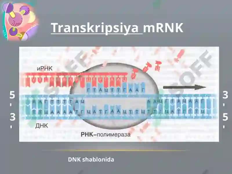 Oqsillar biosintezi 5