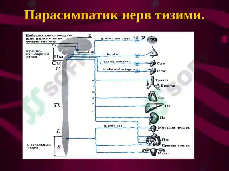 Вегетатив нерв тизими. Симпатик ва парасимпатик нервлар 5