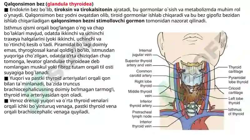 BO’YINNING CHUQUR TUZILMALARI 5