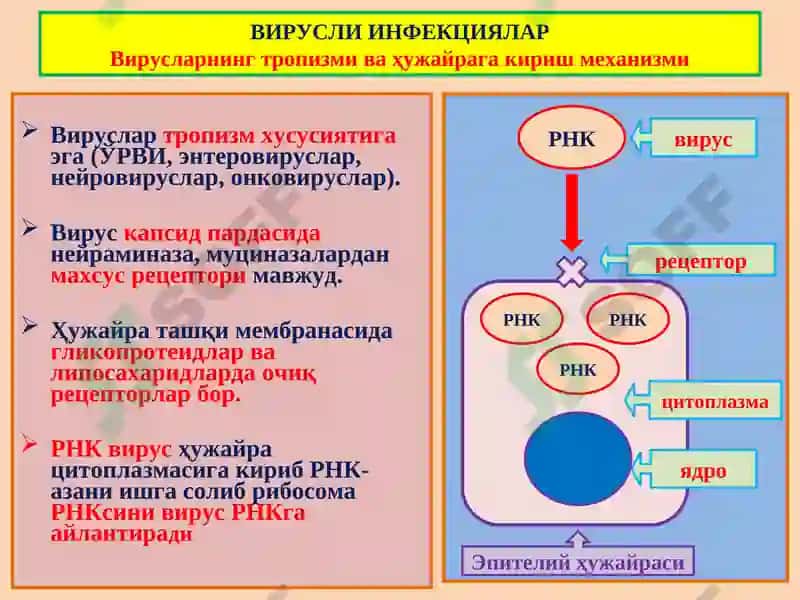 Инфекцион касалликлар 5
