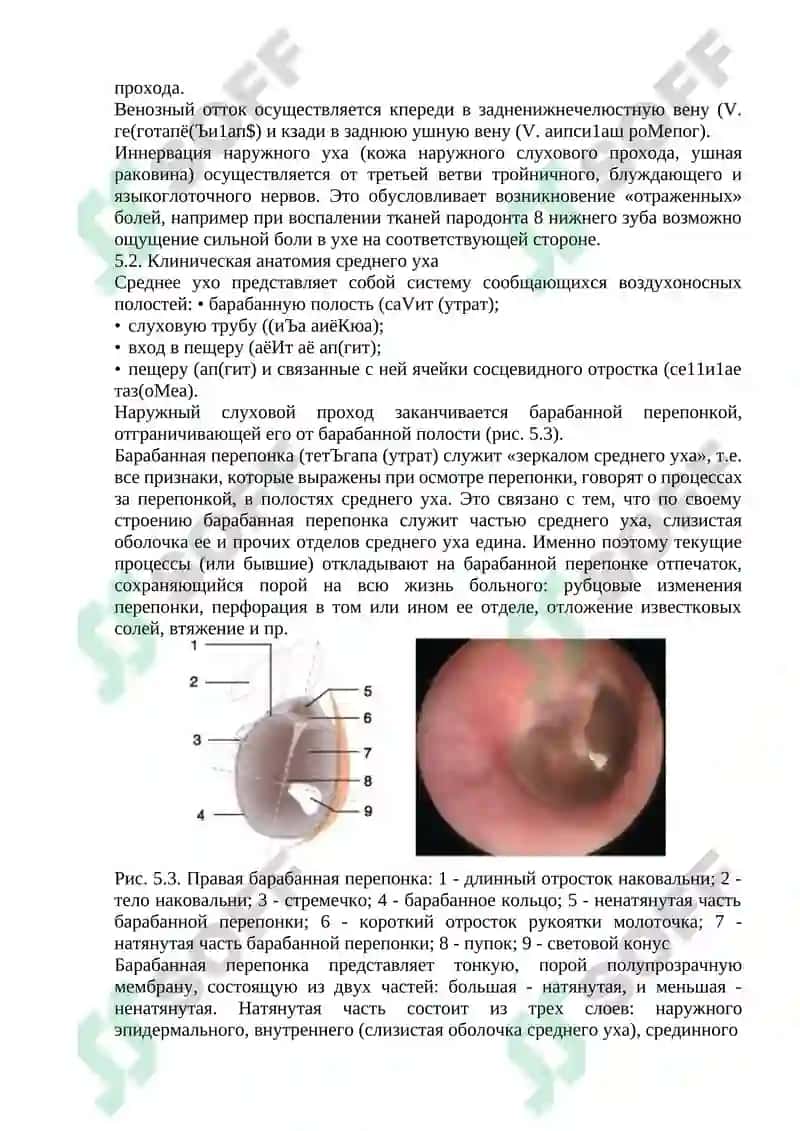 КЛИНИЧЕСКАЯ АНАТОМИЯ 5