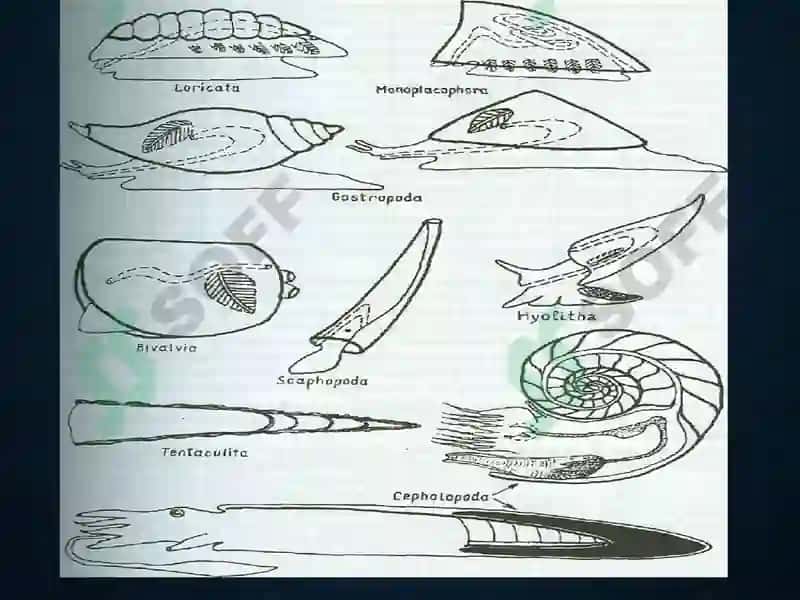 Mollusca – моллюскалар типии 5