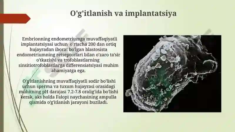 Inson embriogenezi tanqidiy davrlari 5