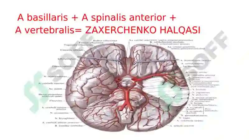 A subclavicula-O’mrov osti arteriyasi 5