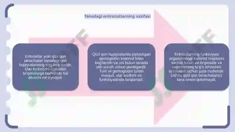Eritrotsitlar va Gemoglobin 5