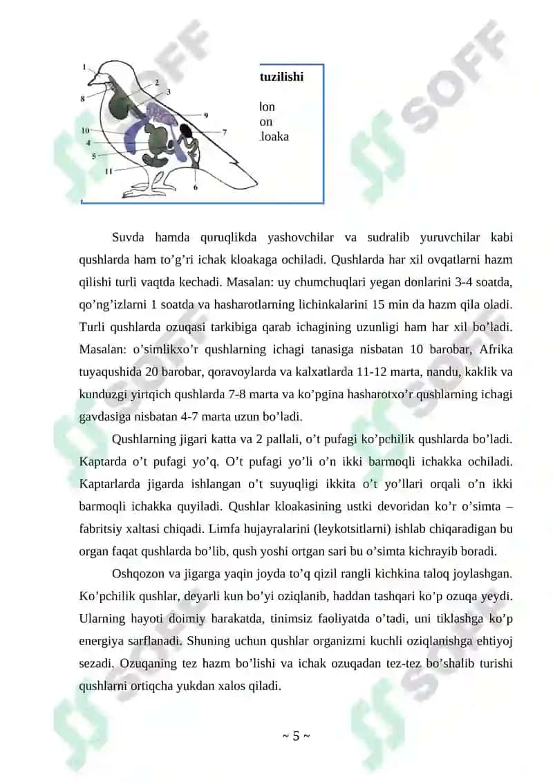 Qushlar sinfi Kurs ishi 5