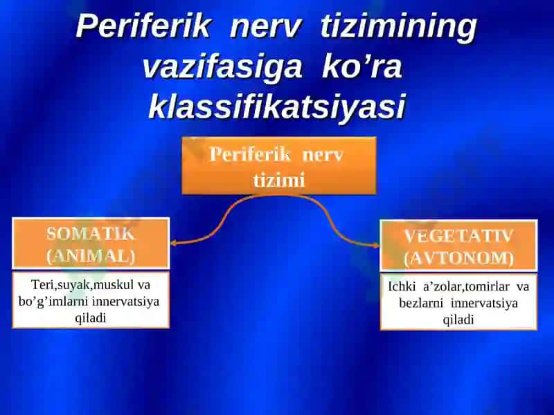 Bosh miya orqa miya nervlarining tuzilishi va vazifalari 5