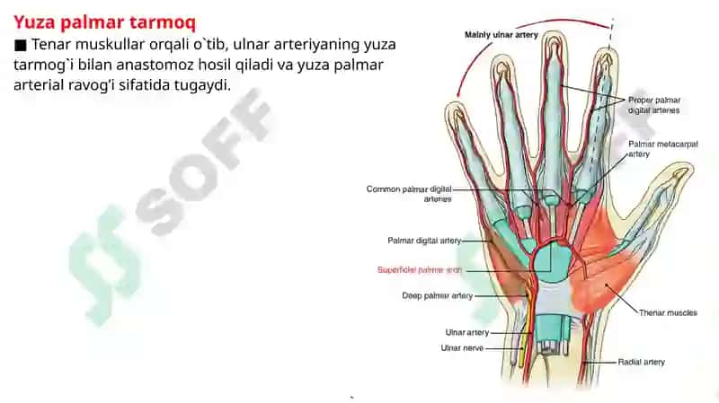 Radial arteriya, Ulnar arteriya, Qo’l venalari. 5