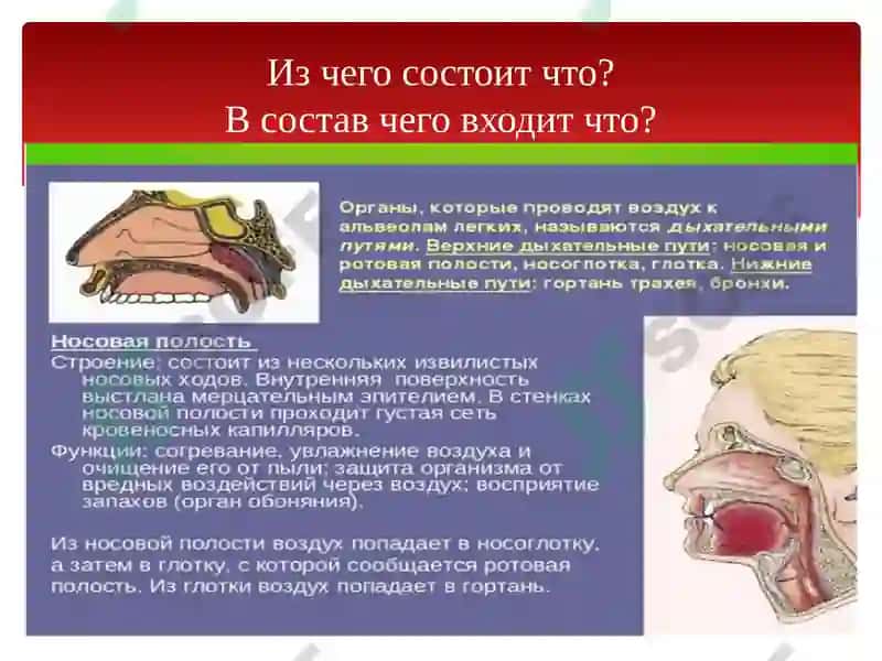 Органы дыхания 5