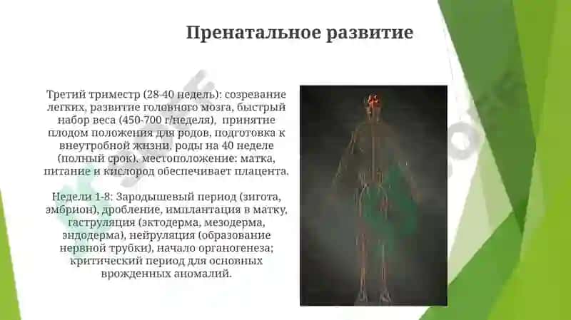 Онтофилогенетические развитие у человека 5