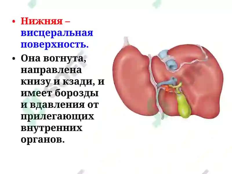 Строение и функции печени 5