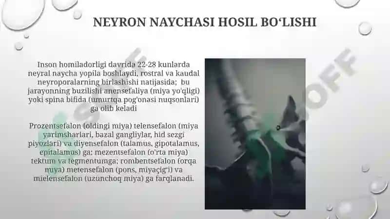 Miyacha rivojlanish anatomiyasi 5