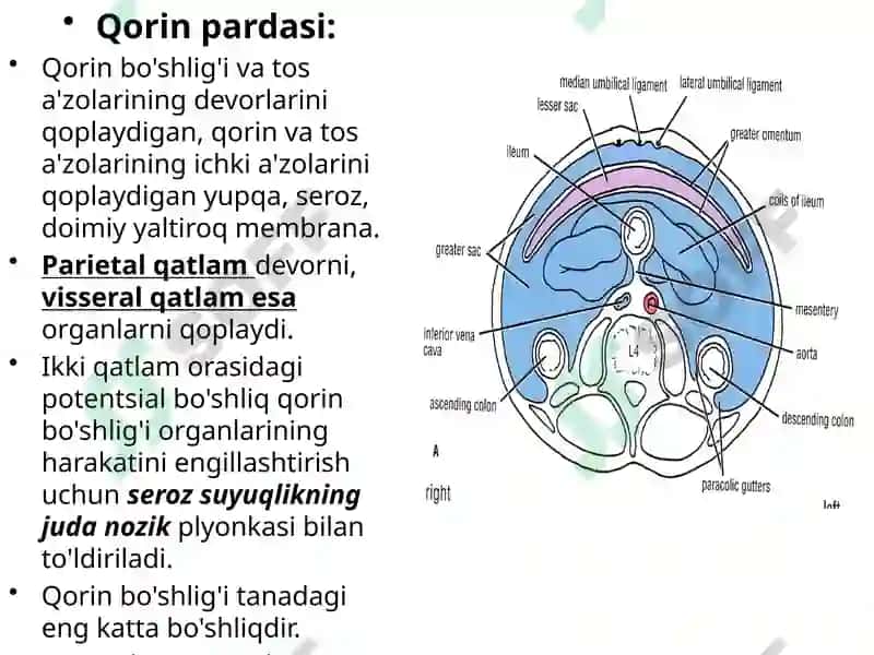 Qorin pardasi 5