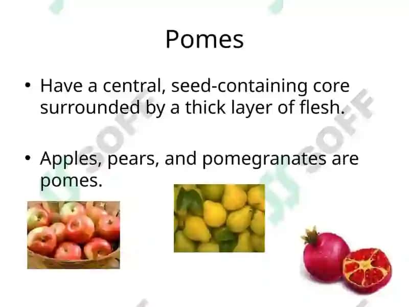 Fruit Classifications 5