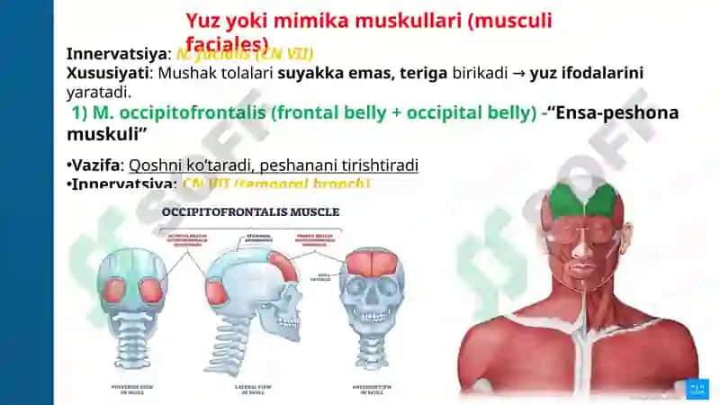 ANATOMIYAFIZIOLOGIYA PATOLOGIYA 5