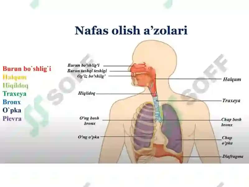 Nafas olish fiziologiyasi 5