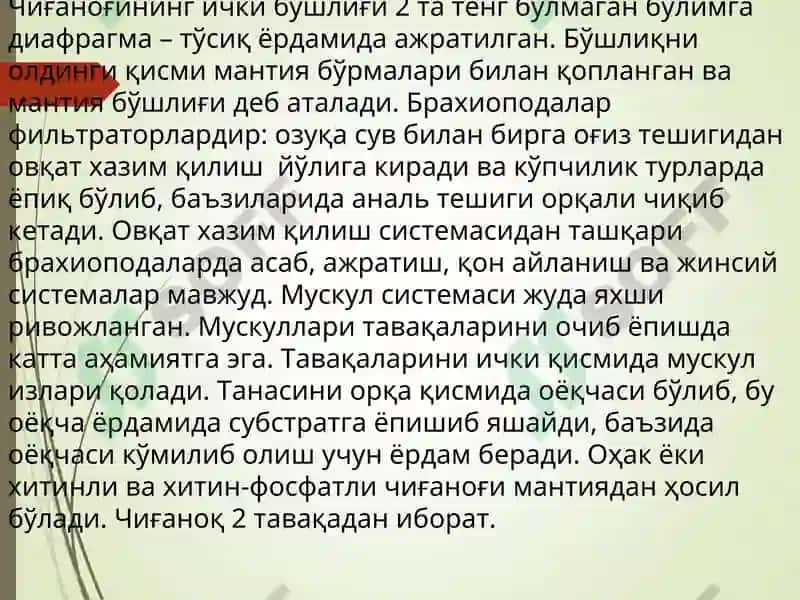 Брахиоподалар 5