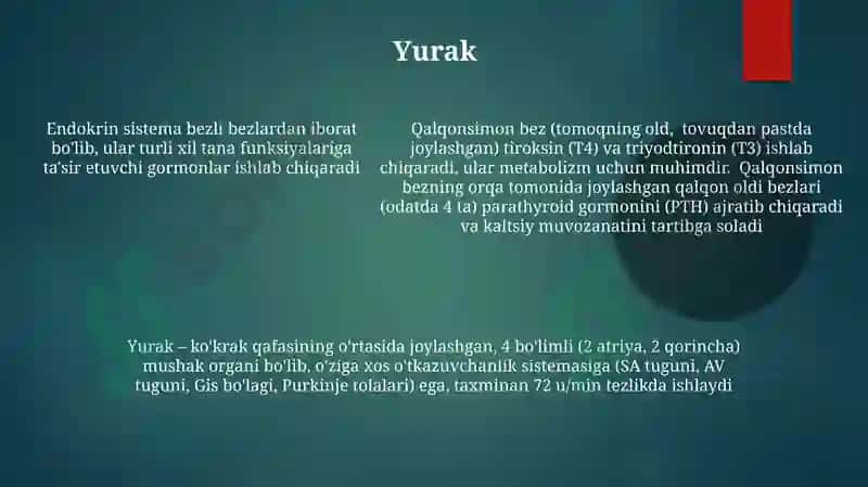 Endokrin bezlari 5