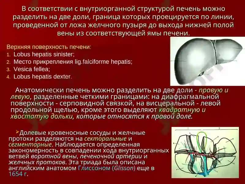 Хирургическая анатомия печени 5