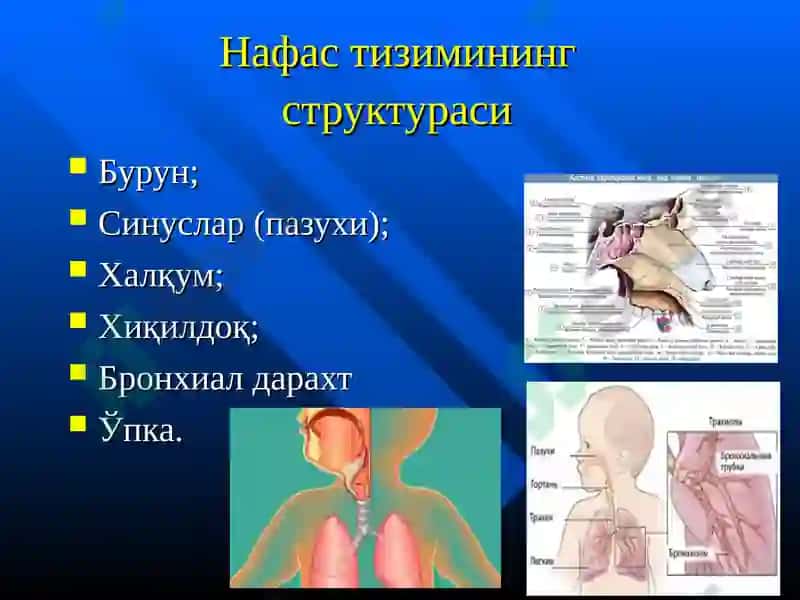 Нафас олиш тизими ва жарохатланиш 5