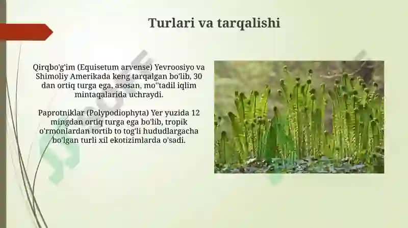 Sporali o'simliklar 5