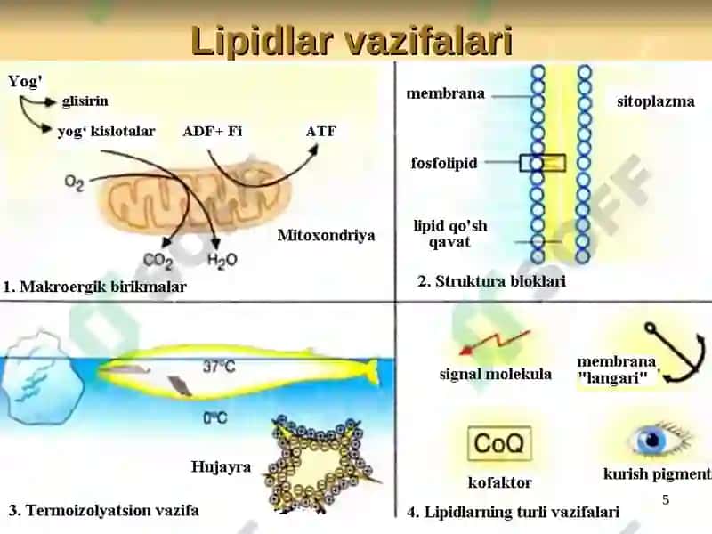 LIPIDLAR ALMASHINUVI BIOKIMYOSI 5