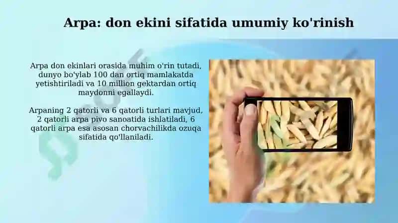 Don ekinlarining turlari va navlari 5