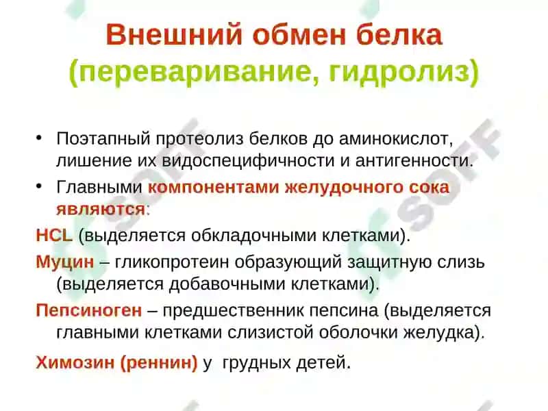Обмен белка и аминокислот 5