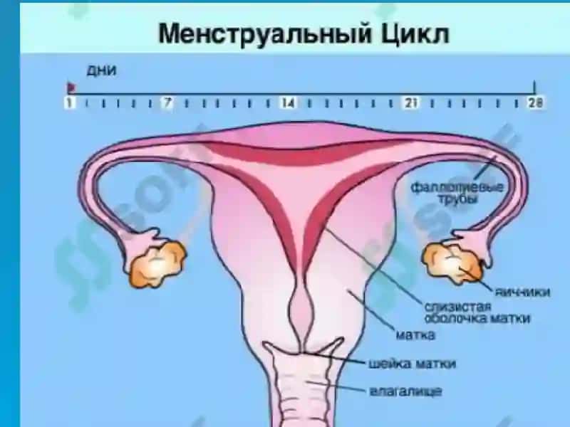 NORMAL HAYZ SIKLI VA UNING   BUZILISHI . DBK 5