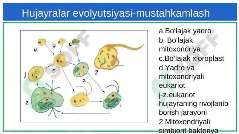 Hujayralar evolyutsiyasi-mustahkamlash 5