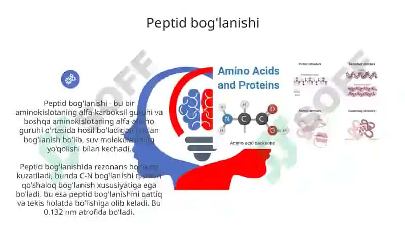 Aminokislotalar va oqsillar 6