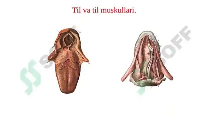 Hazm tizimining a’zolari, Nafas olish a’zolari 6