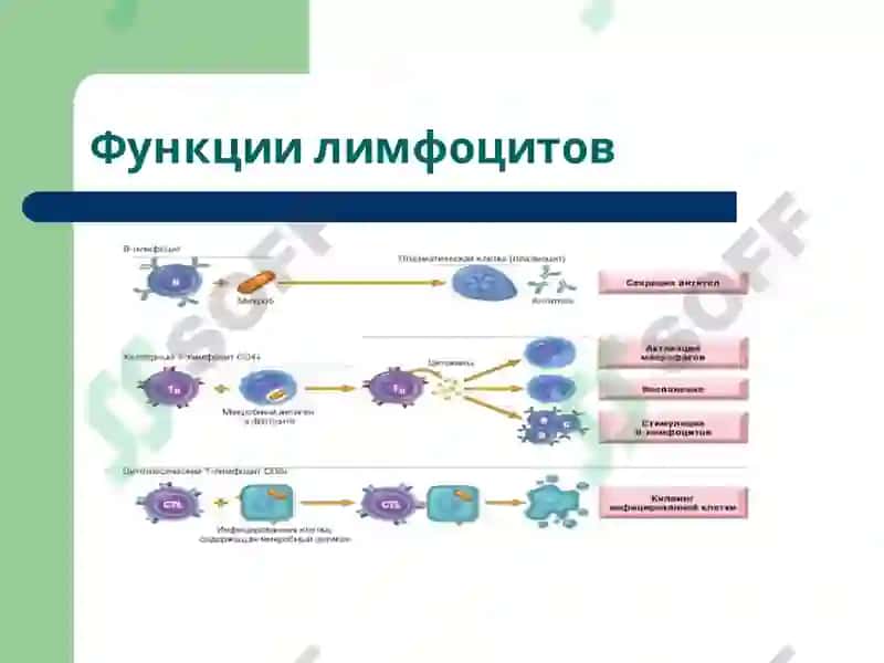 Лекция6 Патофизиология 6