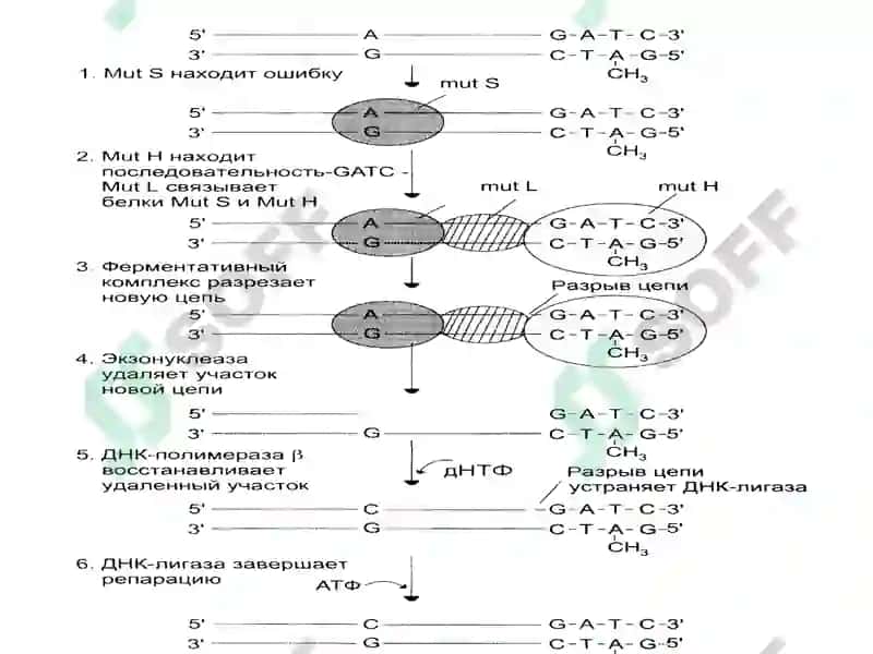 Клеточная биология. Мутации. 6