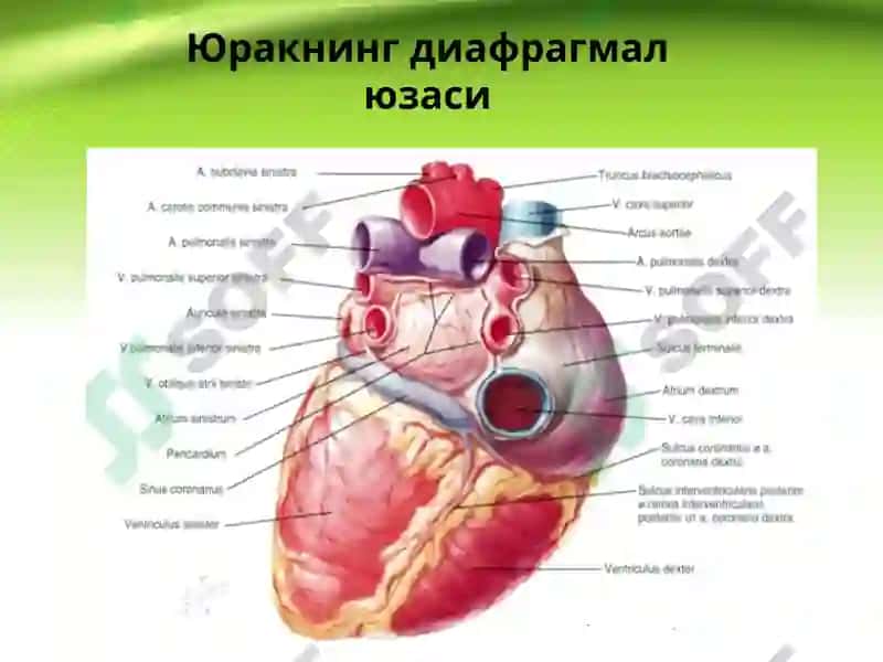 Юрак, қон айланиш доиралари, юракнинг ёшга қараб ўзгариши 6